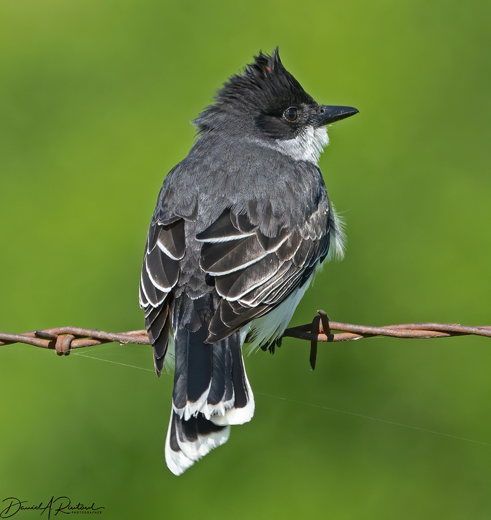 Eastern Kingbird 2