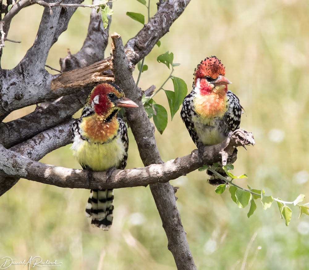 Red-and-yellow Barbet