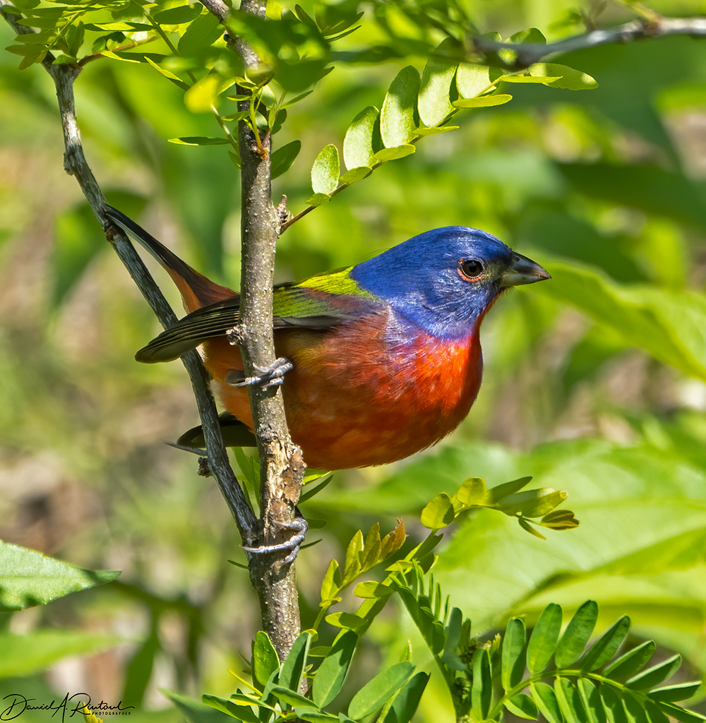 Painted Bunting 2