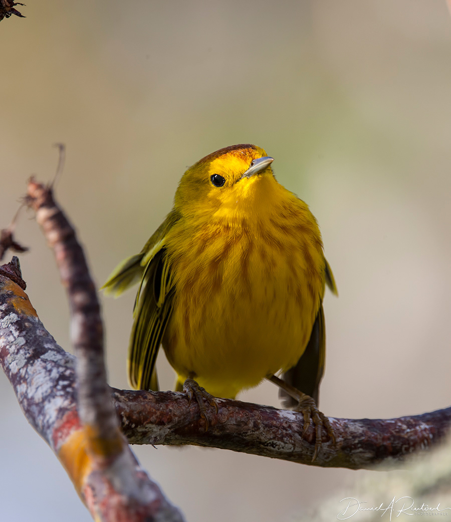 Yellow Warbler