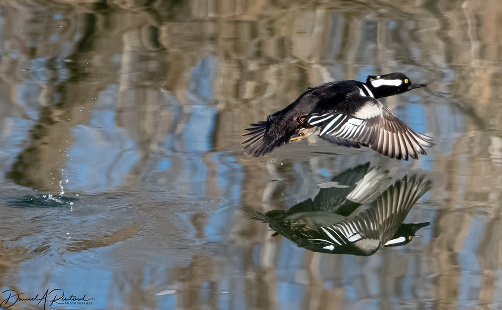 Hooded Merganser