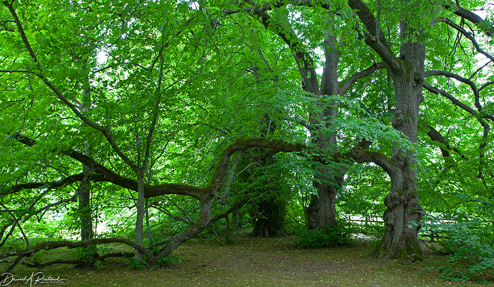 Scotland - Ancient Linden trees, Cawdor Castle