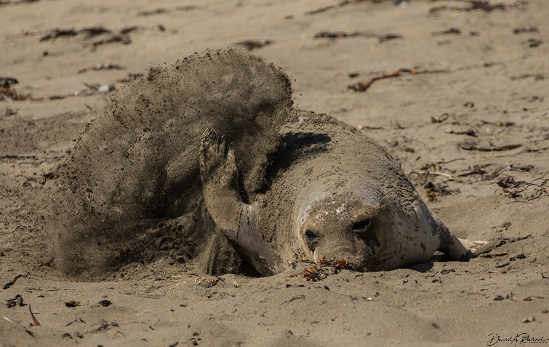 Elephant Seal, California