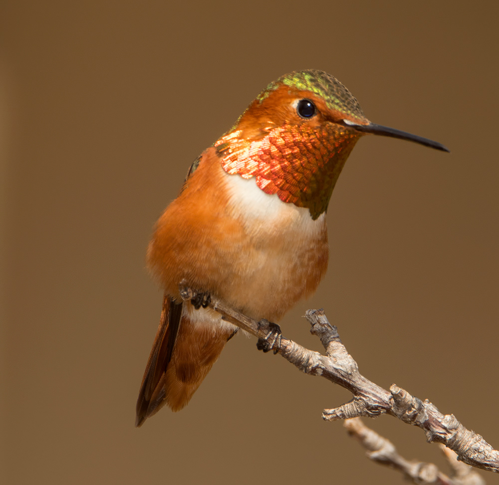 Rufous Hummingbird