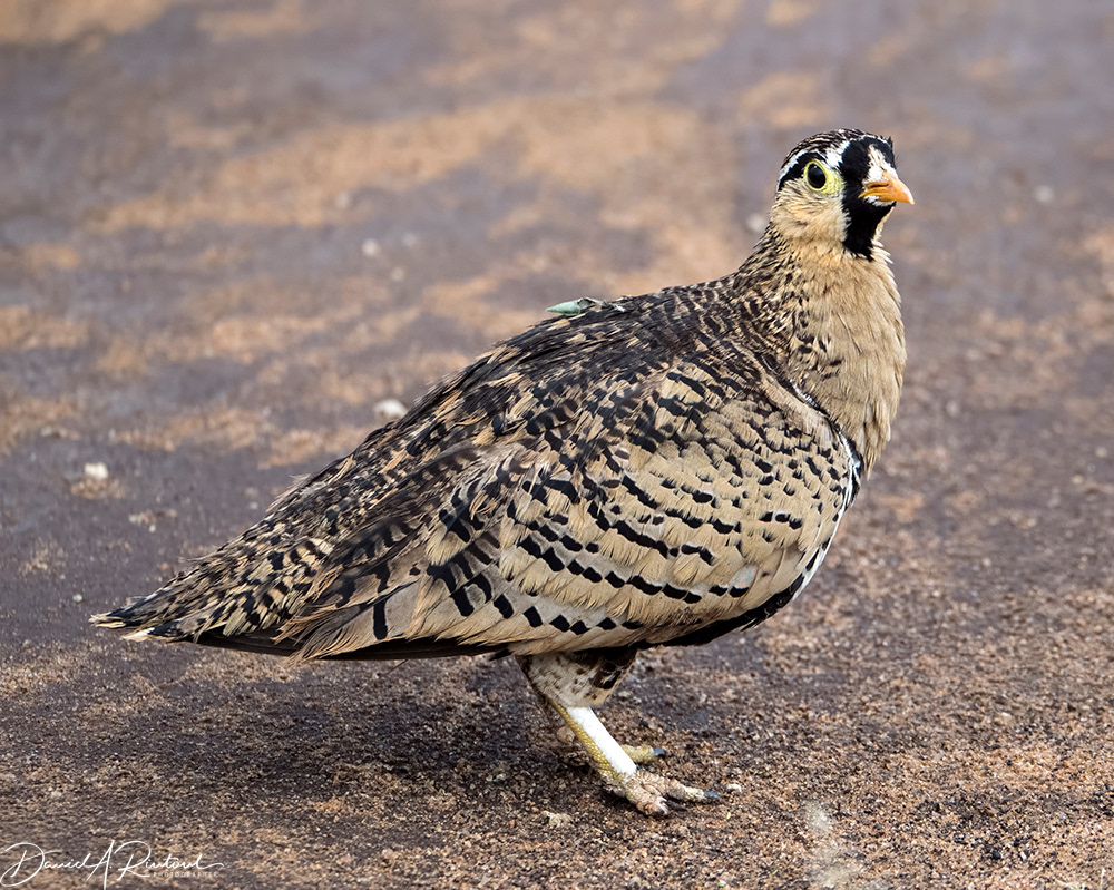 Black-faced Sandgrouse