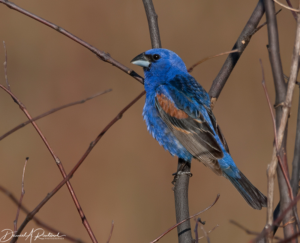 Blue Grosbeak 1