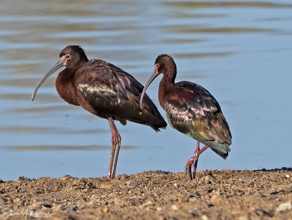 White-faced Ibis