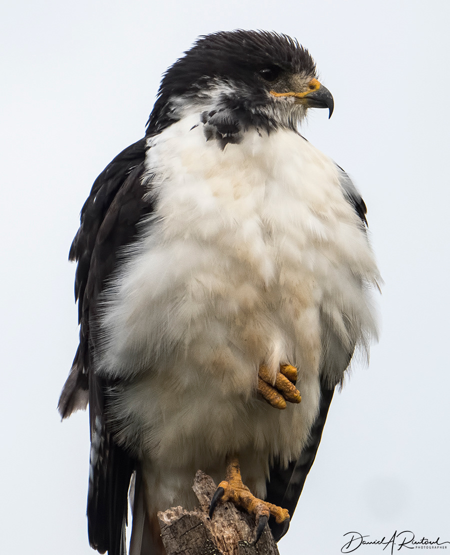 Augur Buzzard