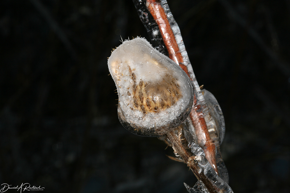 Kansas - Ice 2