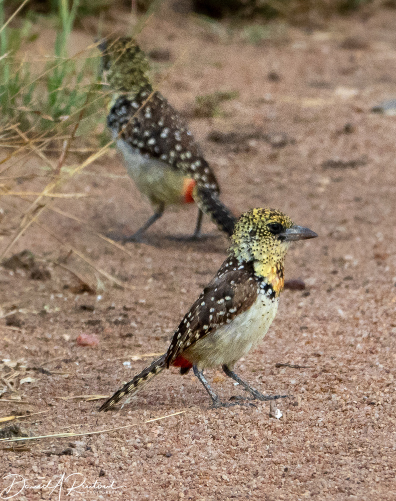 Usambiro Barbet