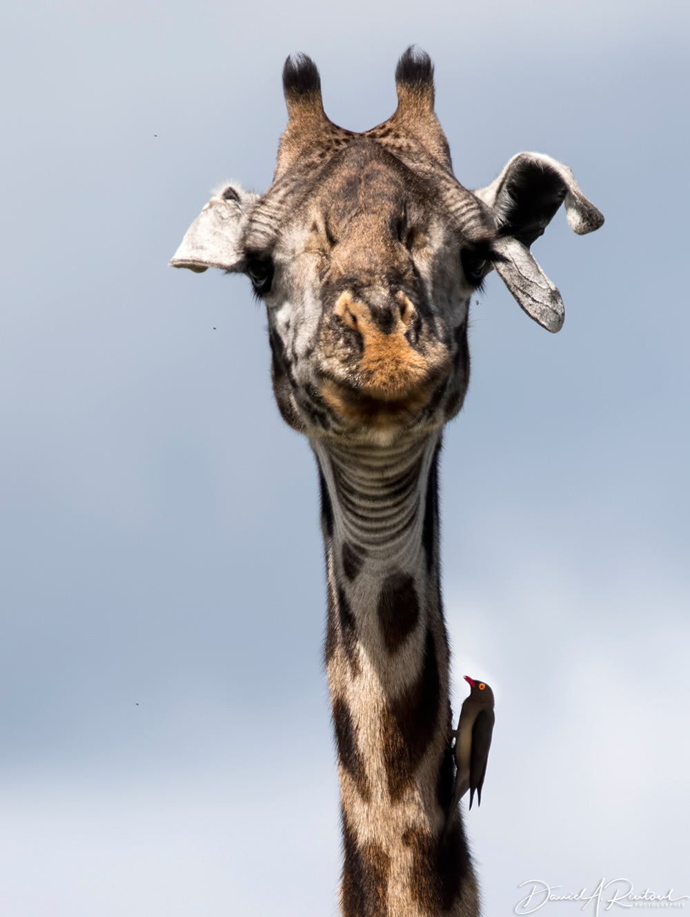 Giraffe and red-billed Oxpecker