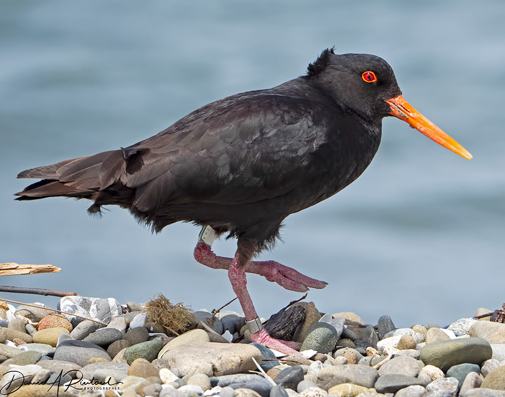 Variable Oystercatcher