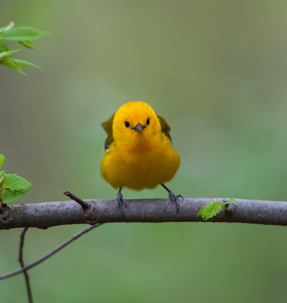 Prothonotary Warbler 1
