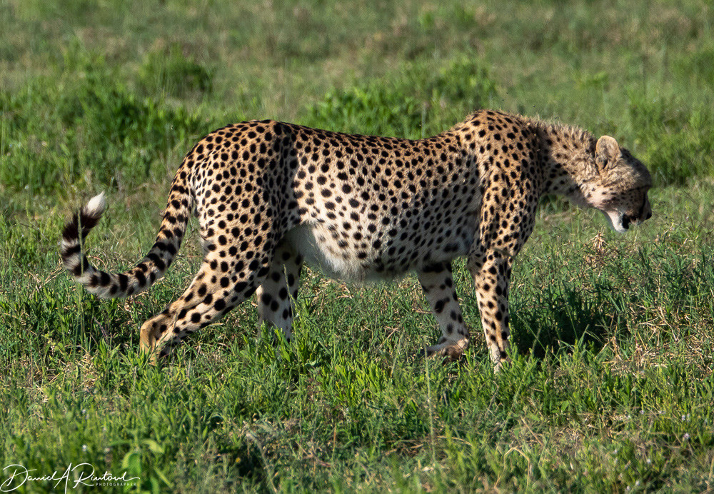 Very full cheetah