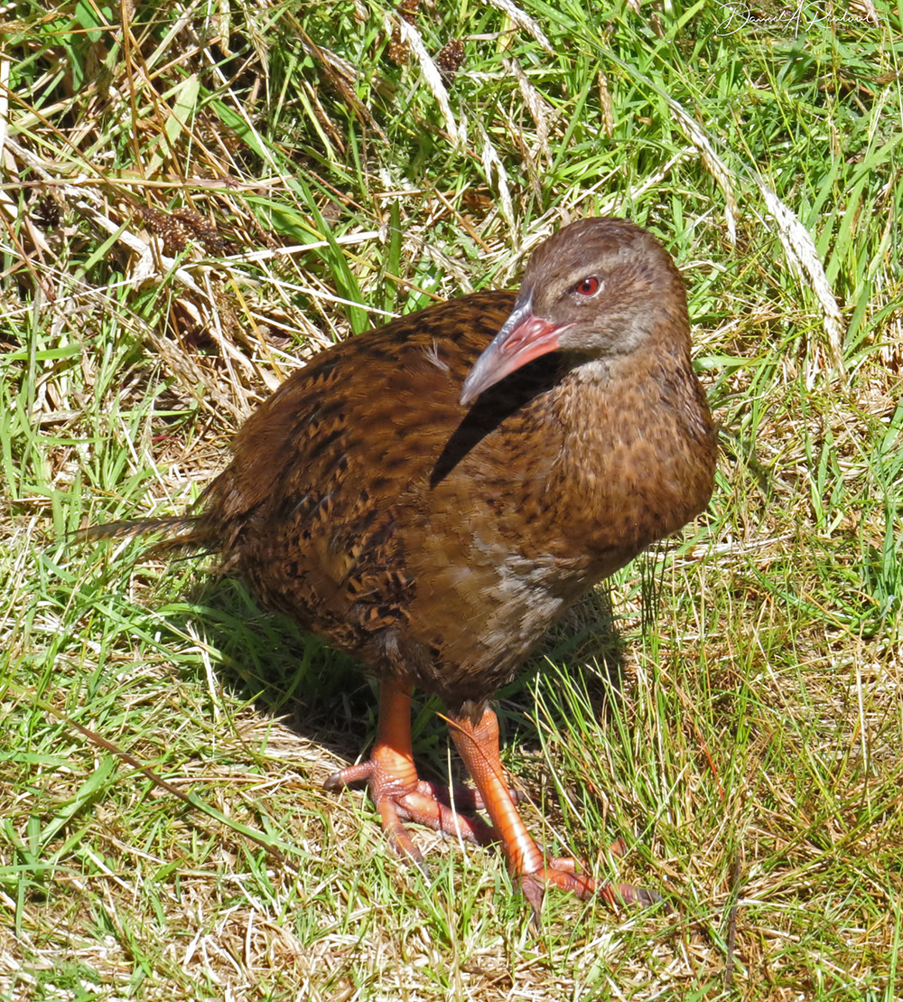 Weka