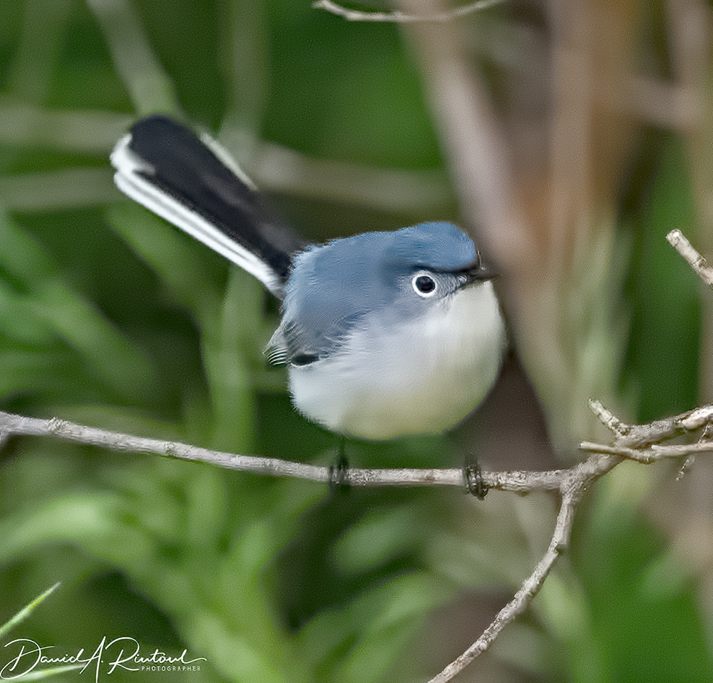 Blue-gray Gnatcatcher 1