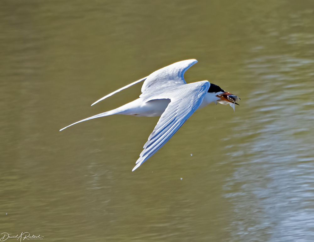 Forster's Tern