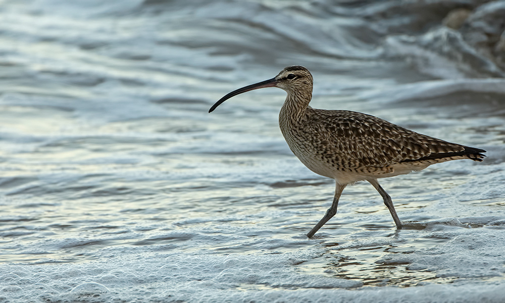 Whimbrel 1