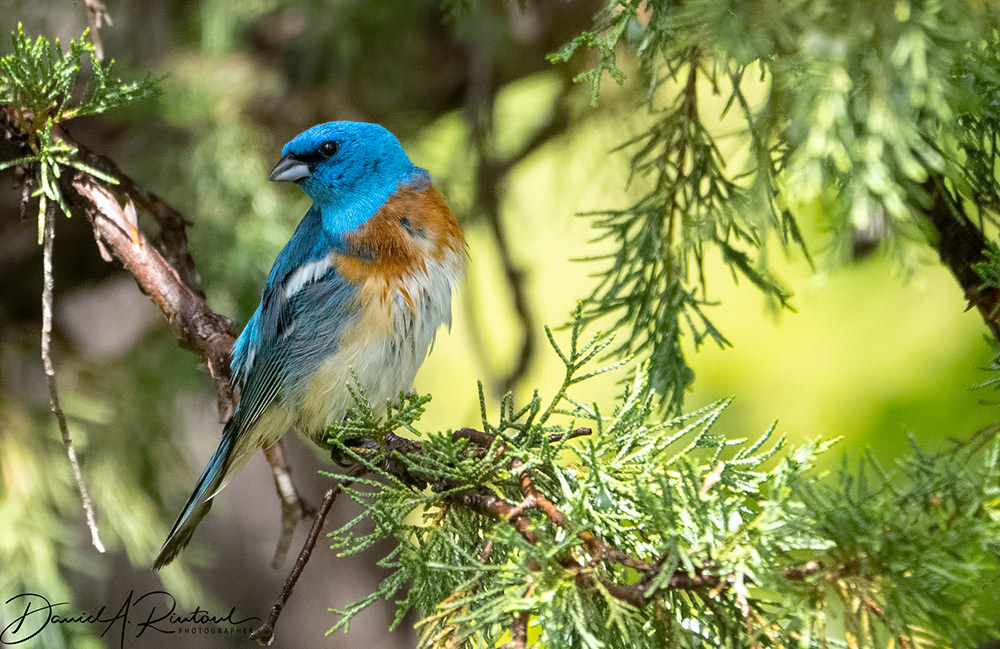 Lazuli Bunting