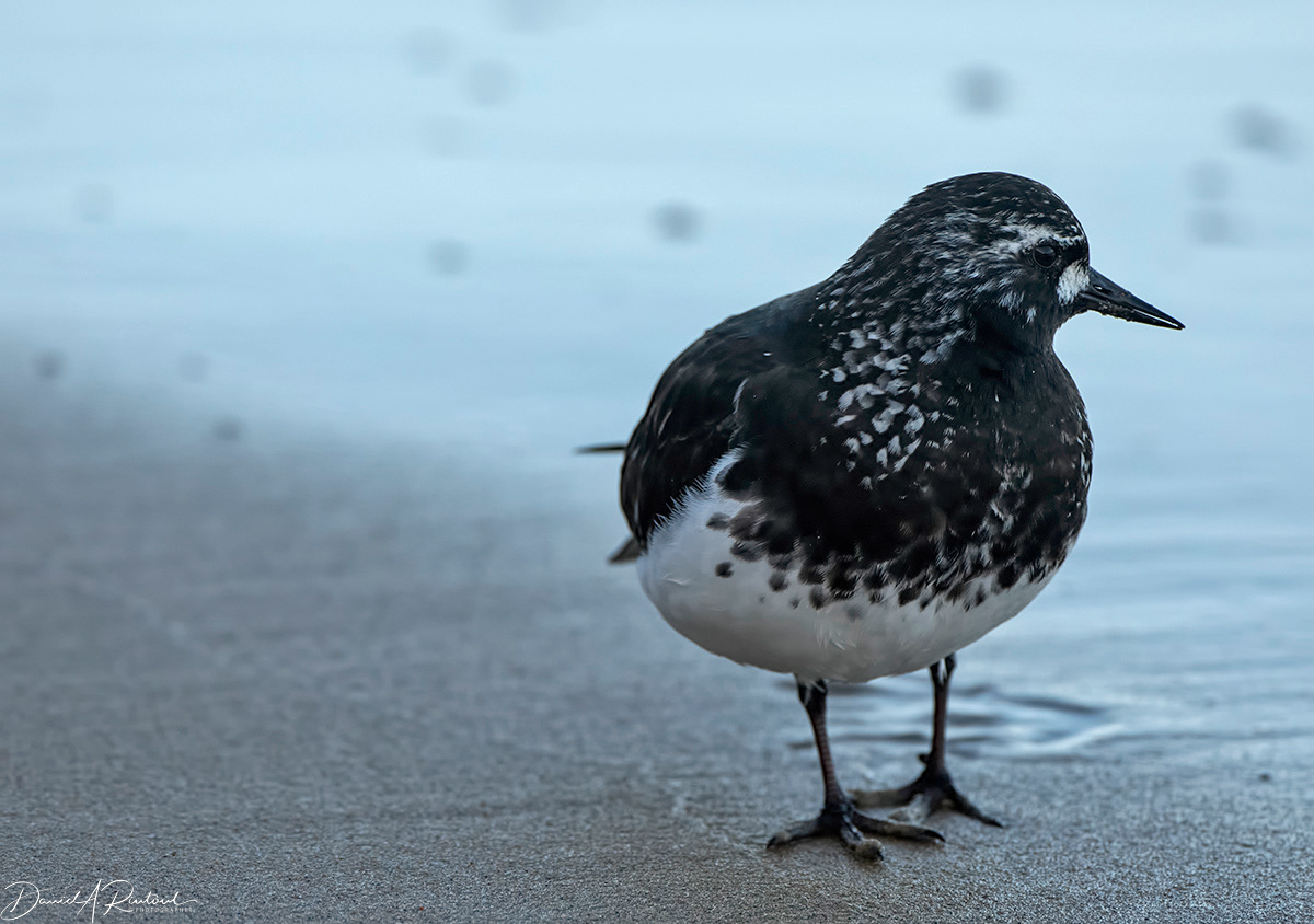 Black Turnstone