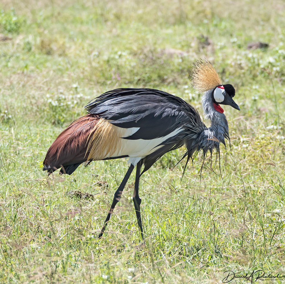Crowned Crane