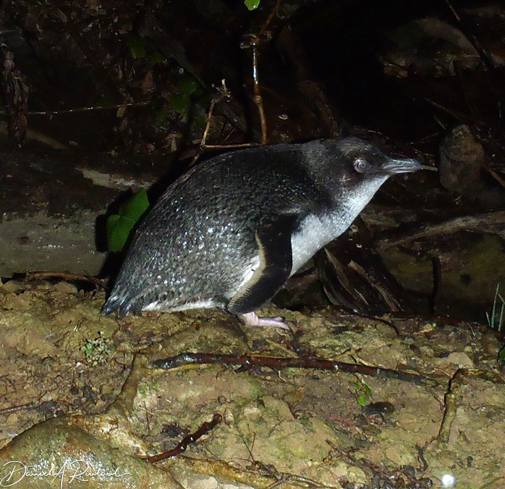 Fairy (Blue) Penguin
