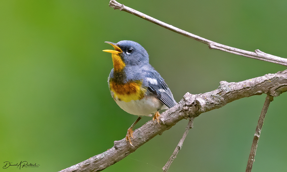 Northern Parula Summer Song