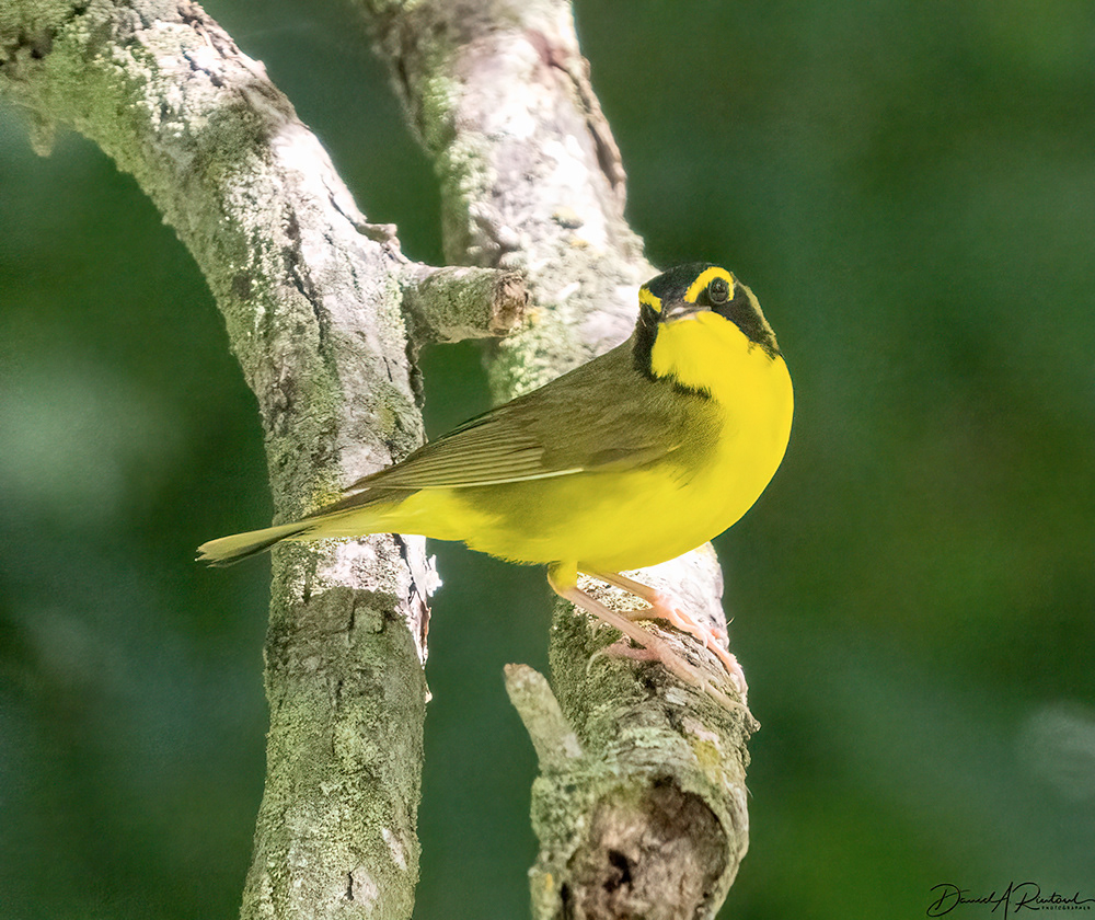 Kentucky Warbler