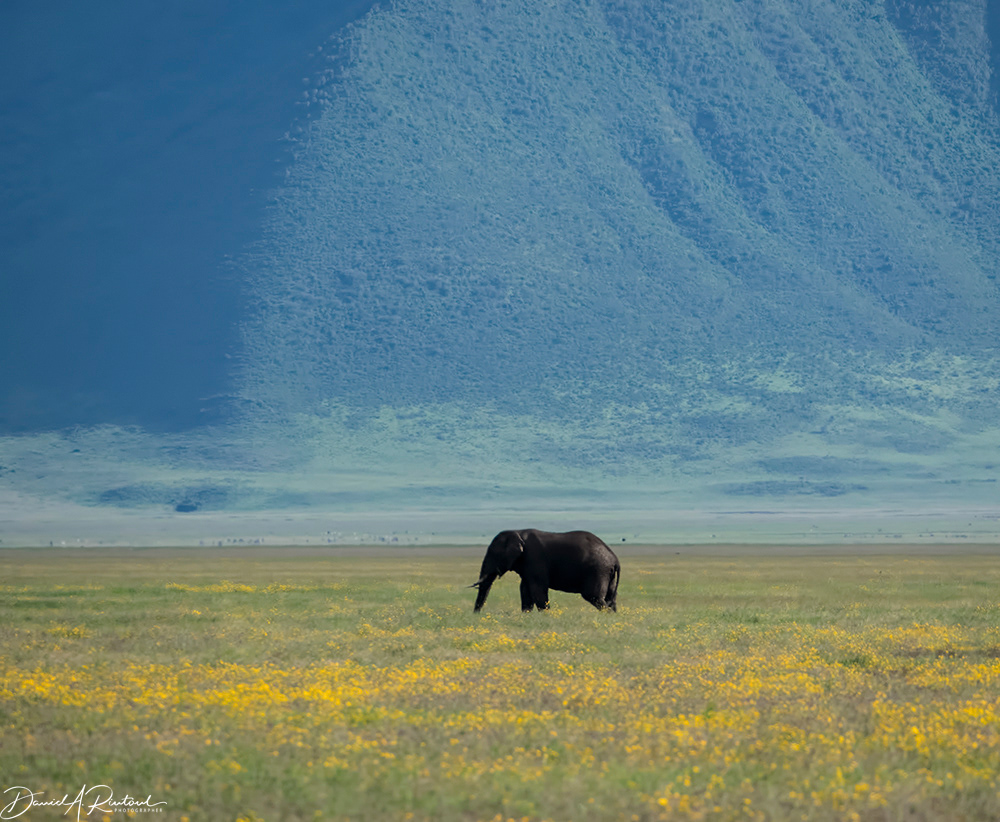 Bull Elephant in Ngorongoro