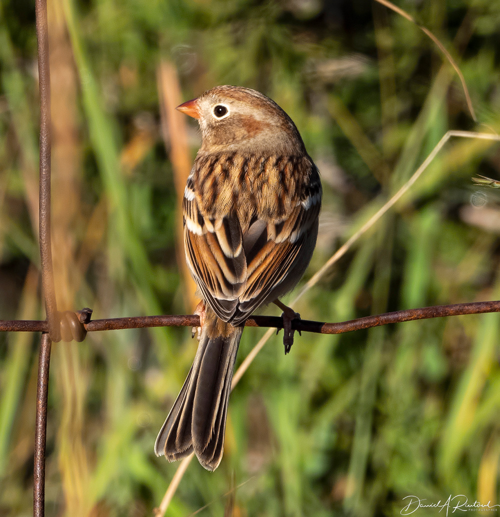 Field Sparrow 2