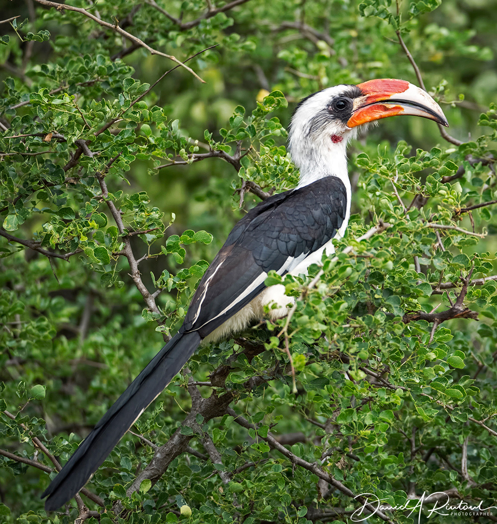 VonderDecken's Hornbill
