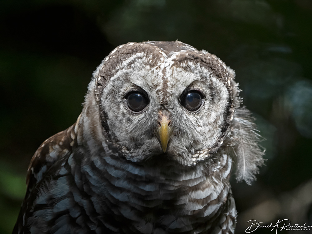 Barred Owl 1
