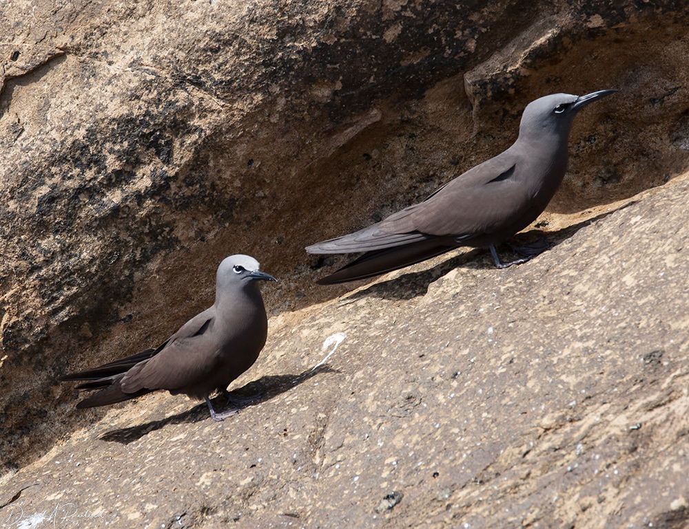 Brown Noddies