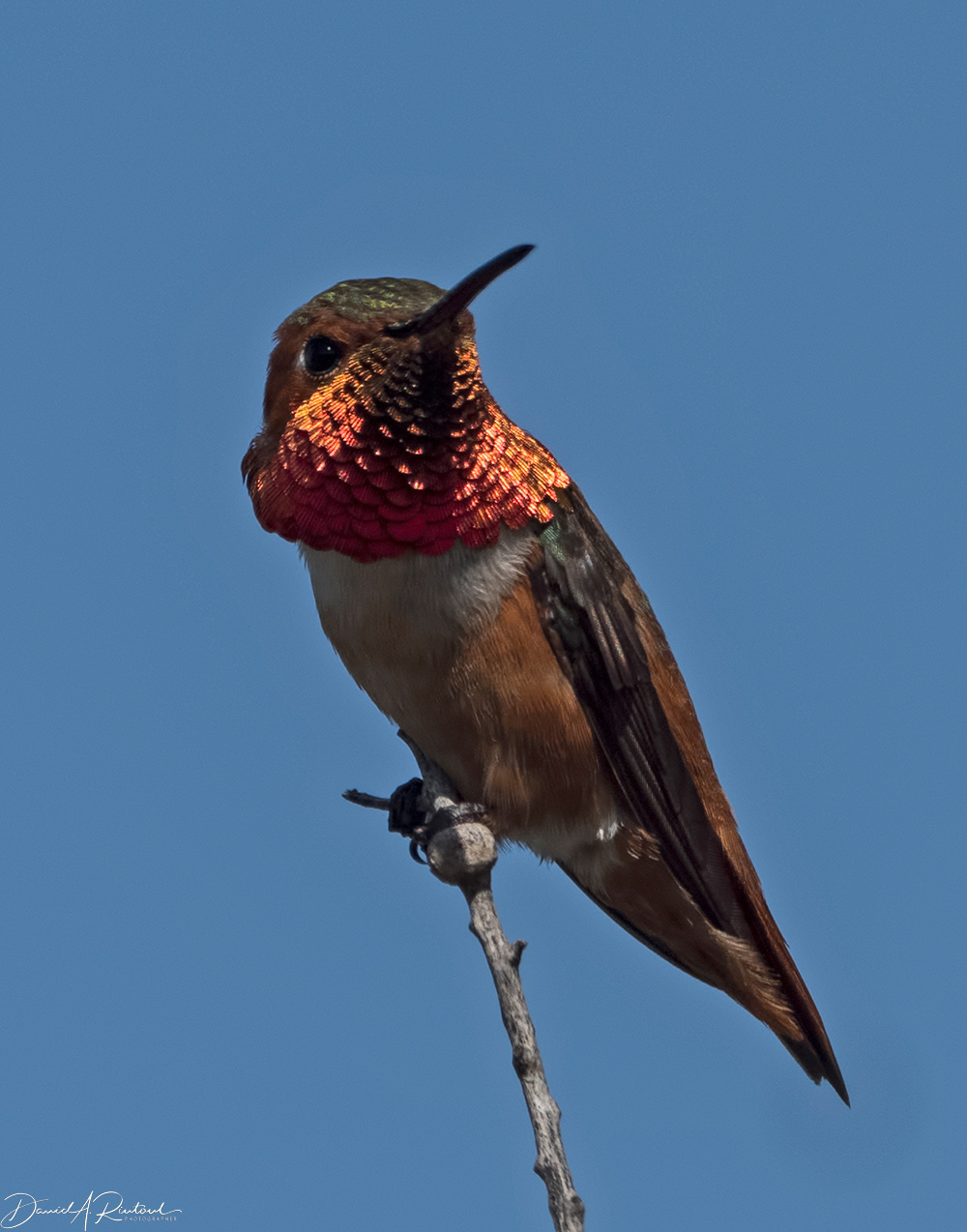 Allen's Hummingbird 2