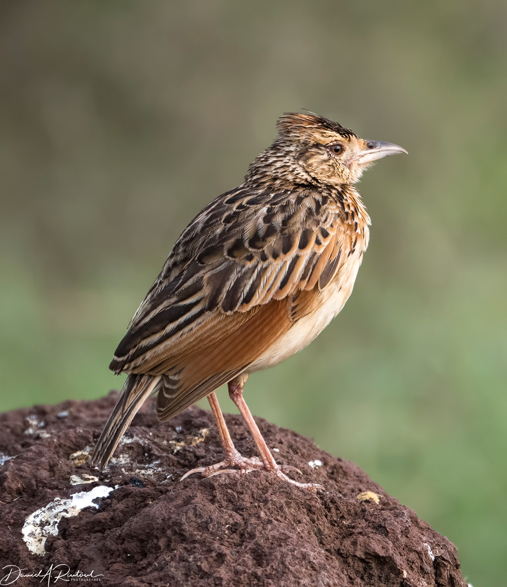 Rufous-naped Lark