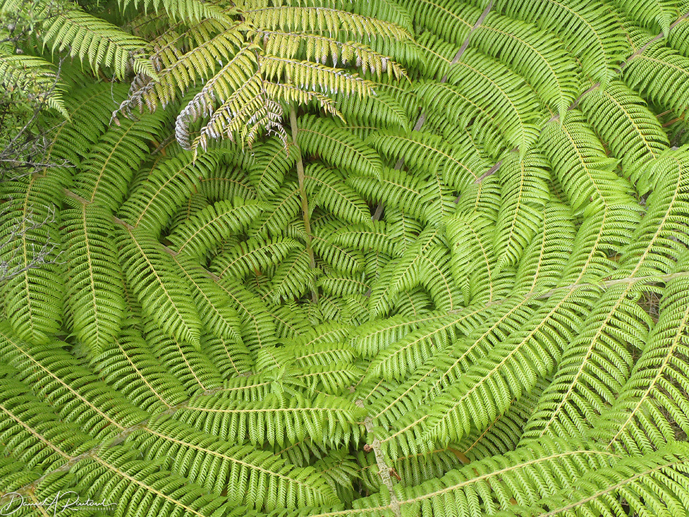 Fern