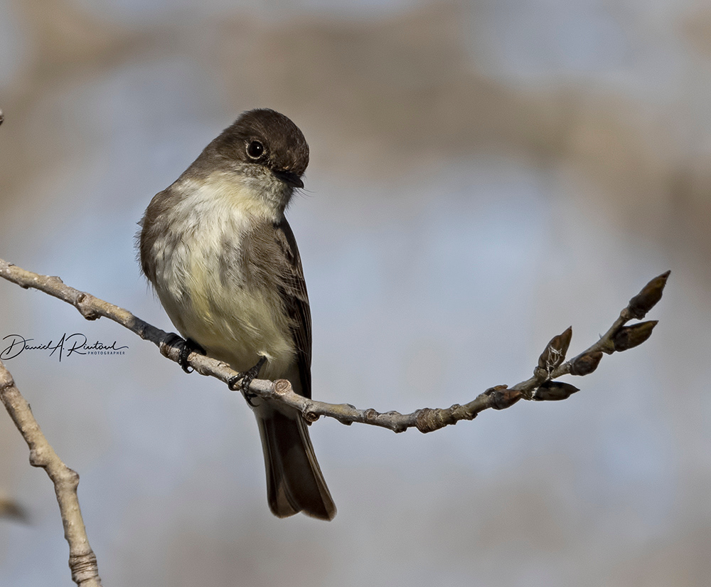 Eastern Wood-pewee