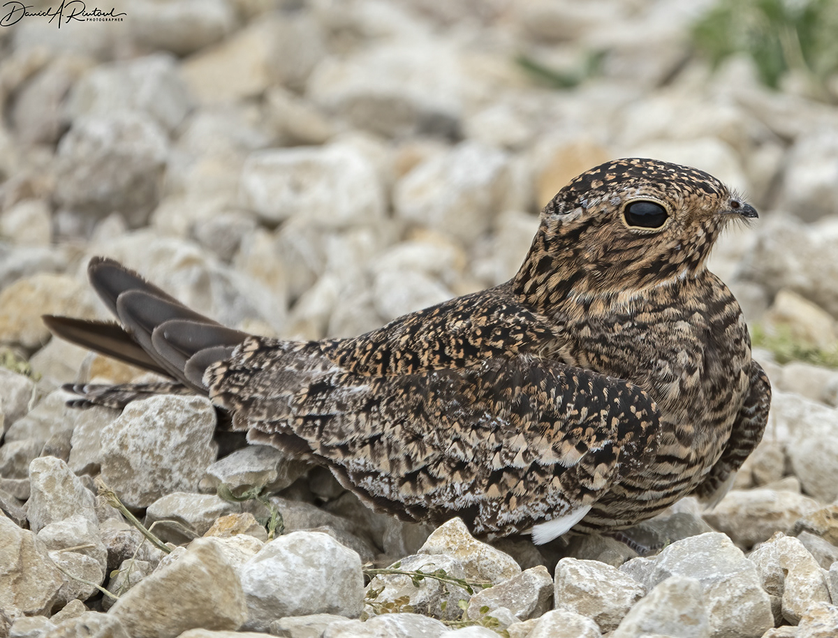 Common Nighthawk 1