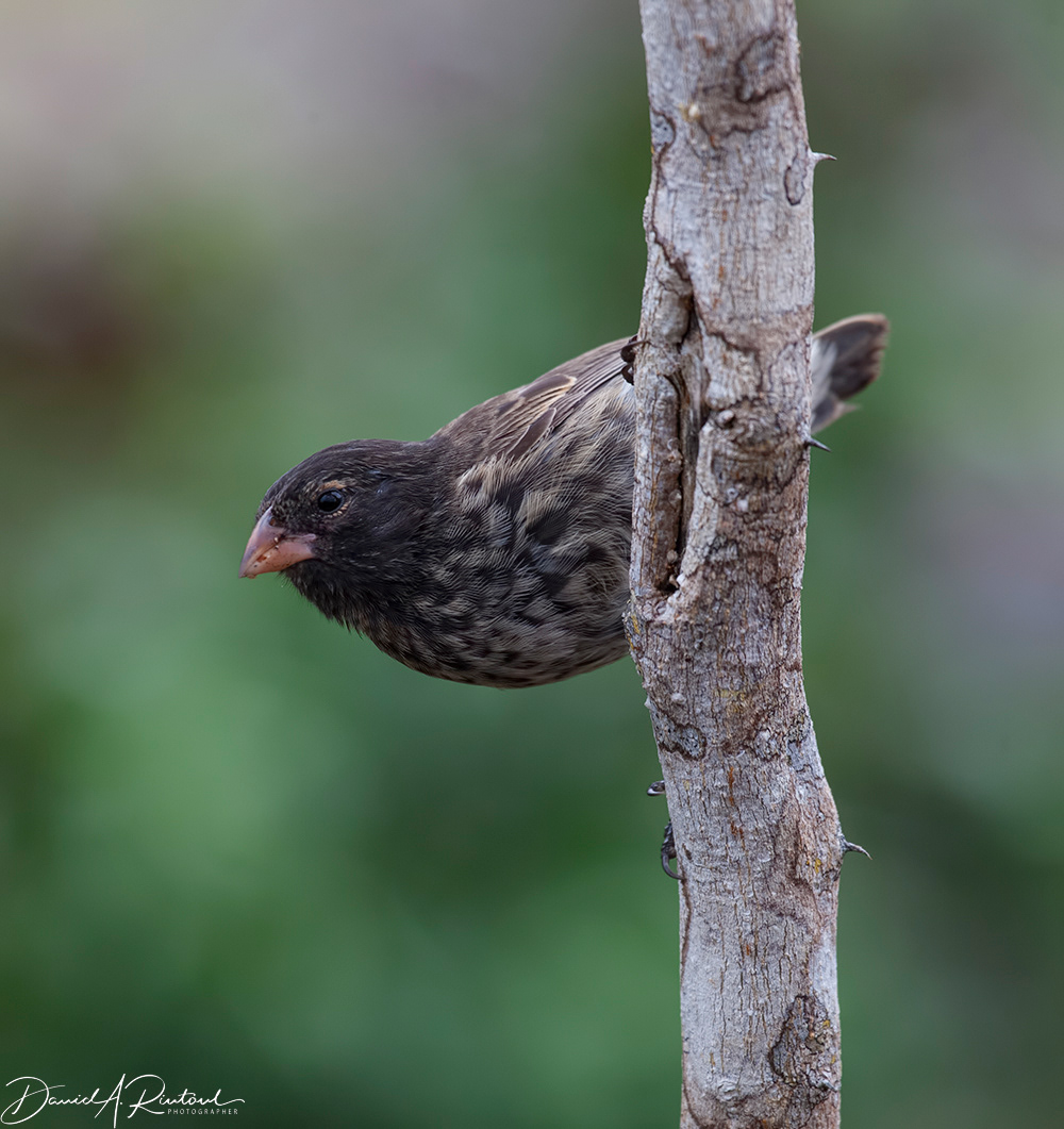 Small Ground-finch