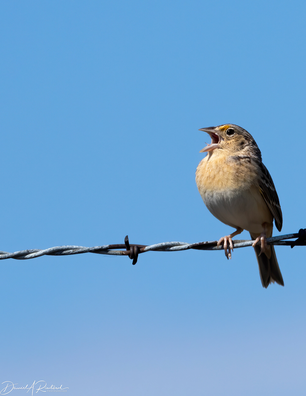 Grasshopper Sparrow 1
