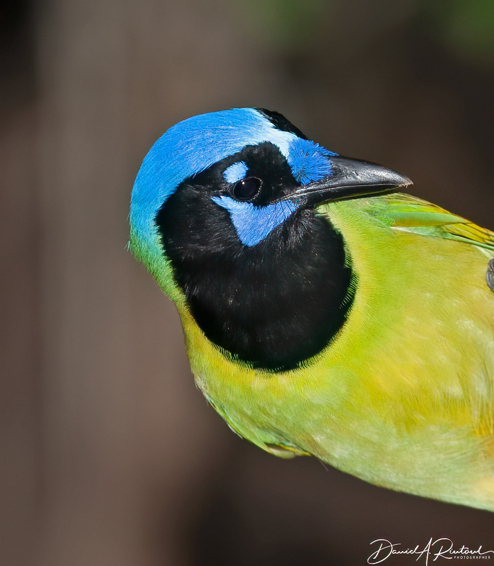 Green Jay