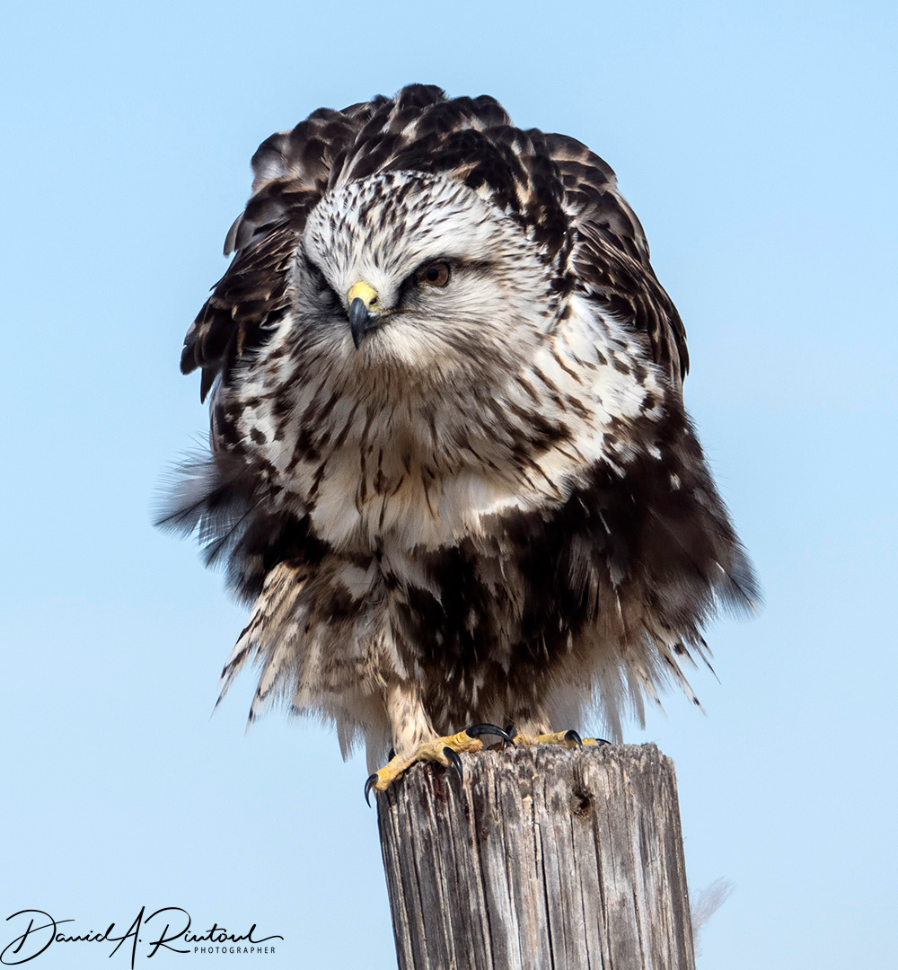 Rough-legged Hawk 1