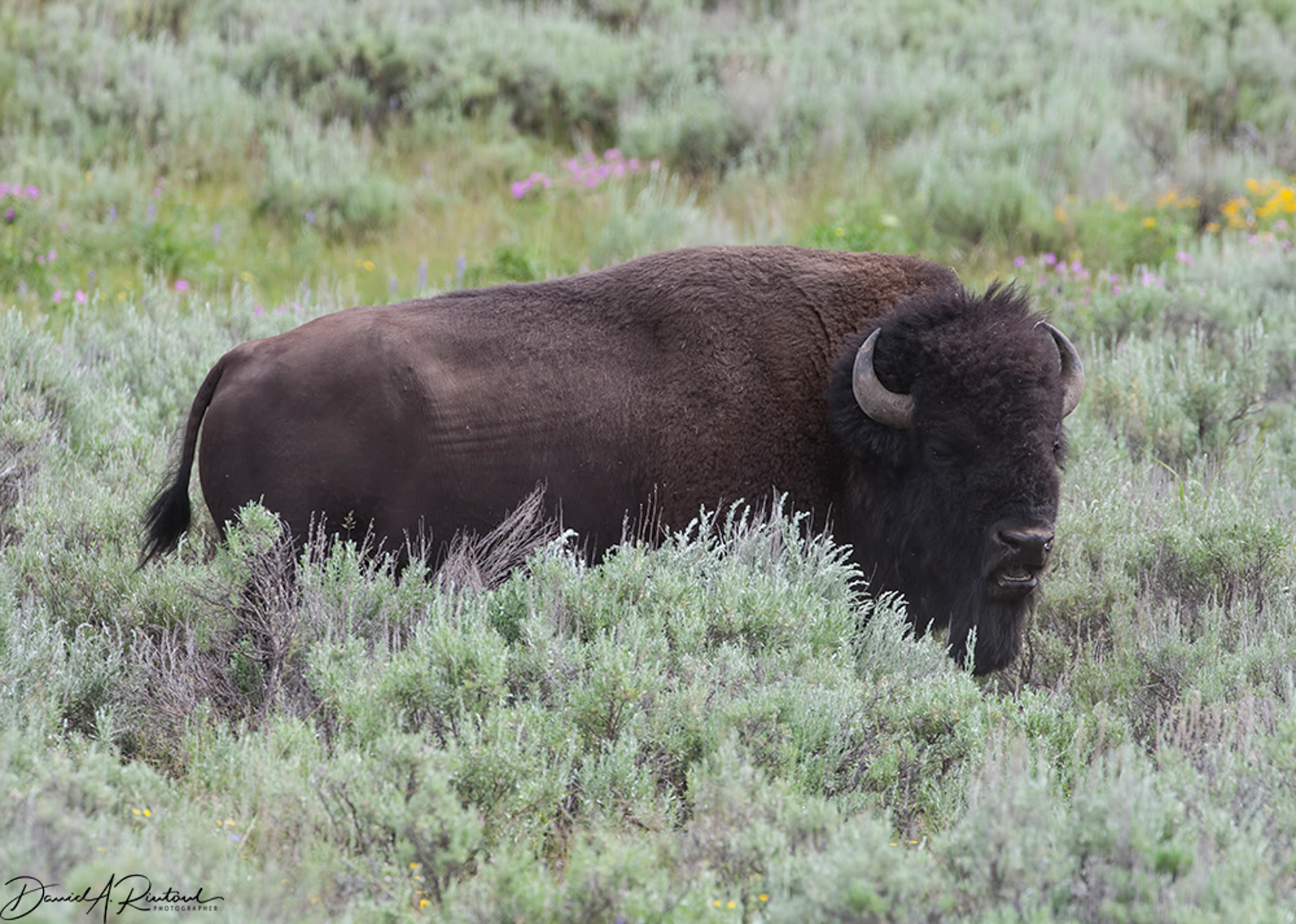 Bison, Wyoming