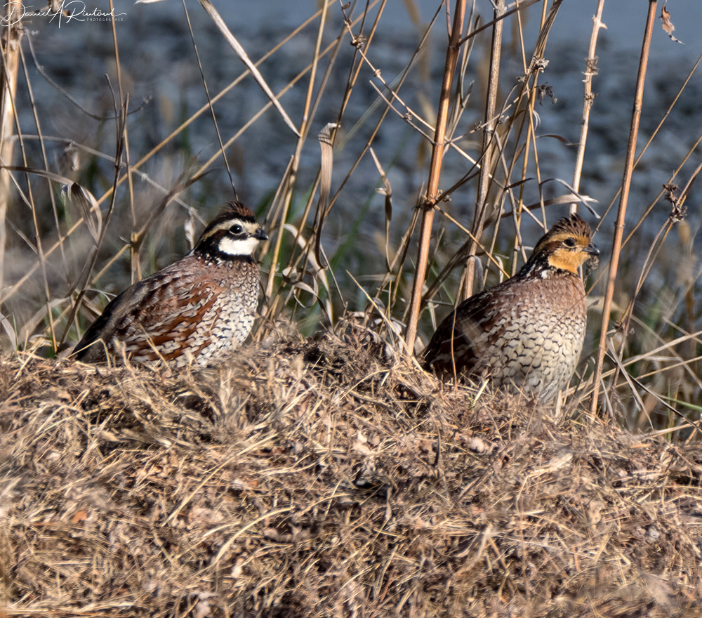 Northern Bobwhite Quail