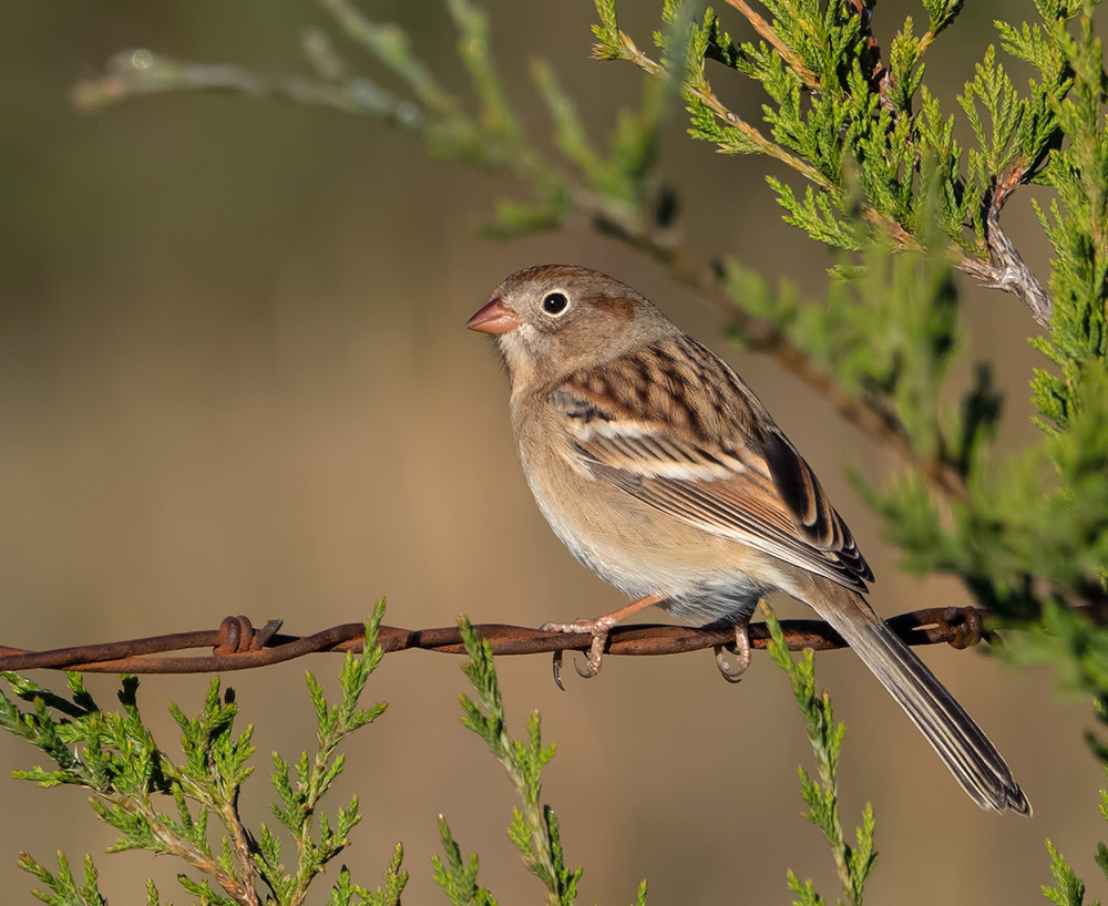 Field Sparrow 3
