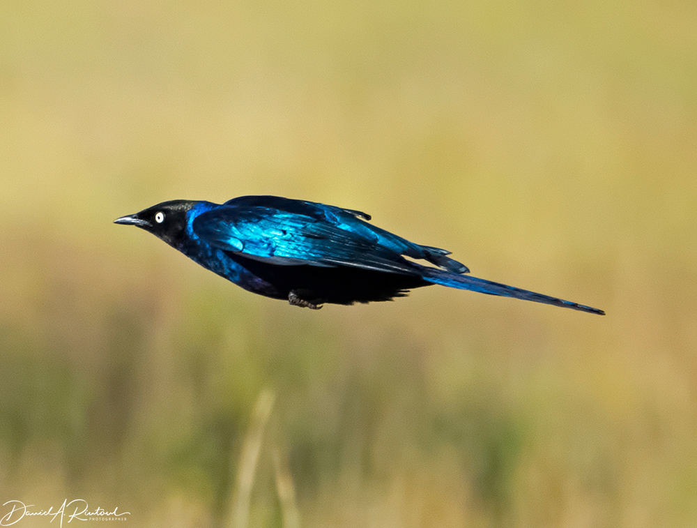 Ruppell's Long-tailed Starling