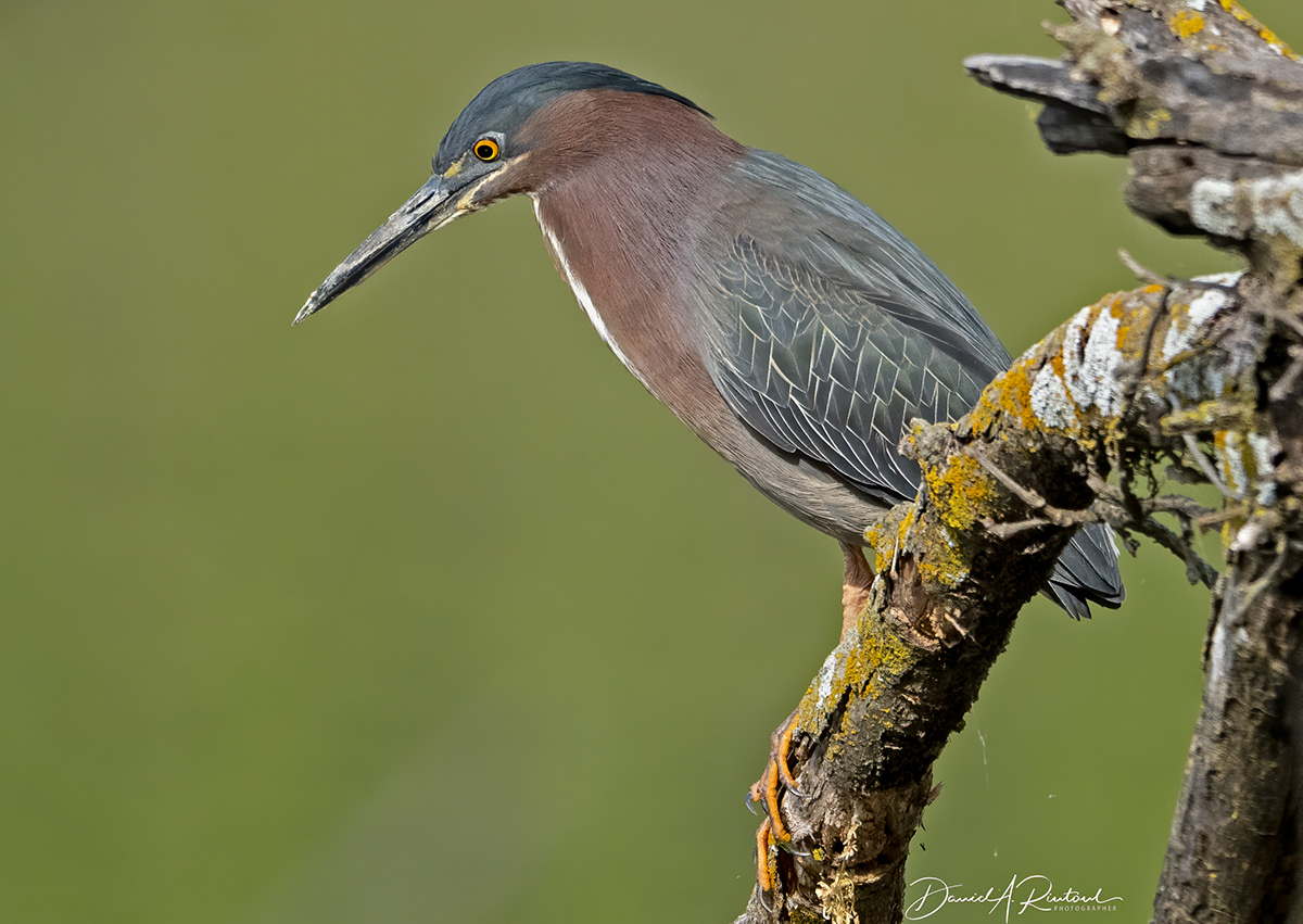 Green-backed Heron