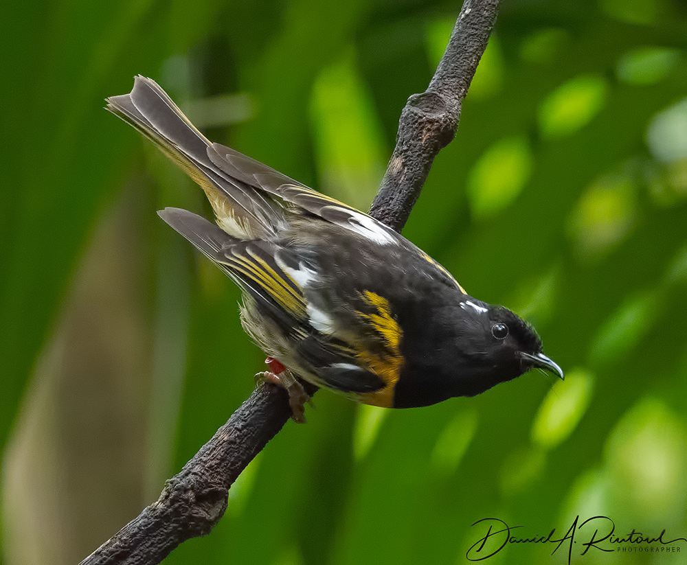 Stitchbird/Hihi