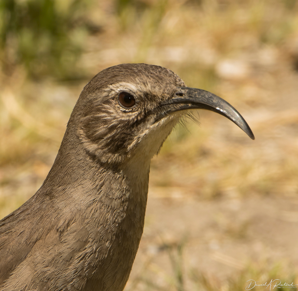 California Thrasher