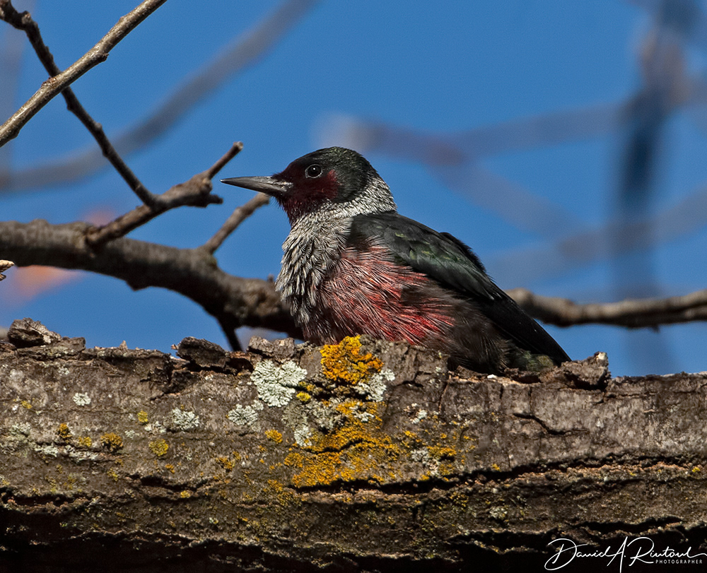 Lewis's Woodpecker